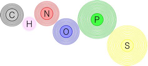 Decoding The Chonp Macromolecule