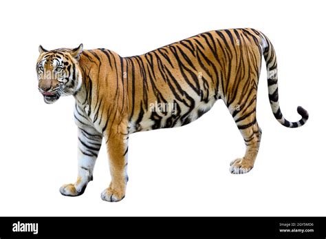 tiger White background Isolate full body Stock Photo - Alamy