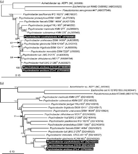 Fitch Margoliash Phylogenetic Trees Of 16S RRNA A And GyrB B Gene