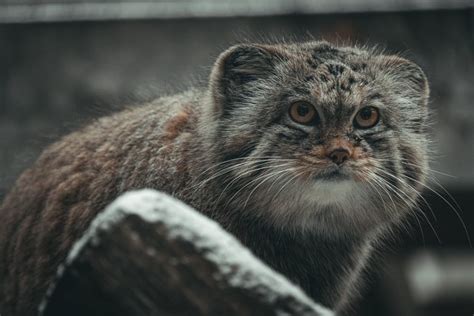 Gatto Di Pallas Montagna TV