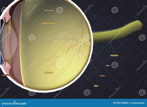 Structure Of The Human Eye And Anatomy Of Vision Stock Illustration