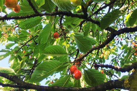 Cherry Tree Diseases » Top Tips on Identification & Control