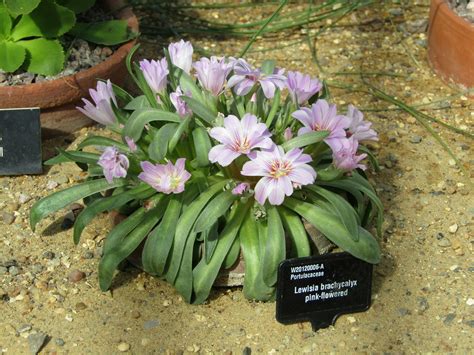 Lewisia Brachycalyx Pink Flowered A Gloriously Sunny Sprin Flickr