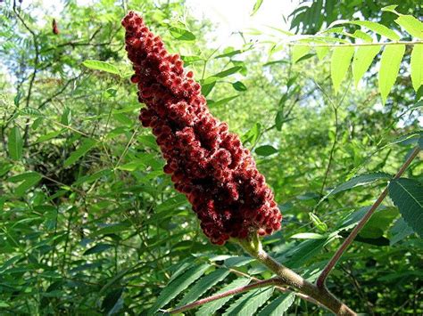 Sumac Rhus Coriaria Arbre Fleuri Pices Arbuste