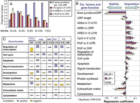 Effect of structural and functional characteristics of genes on the ...