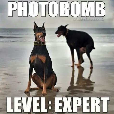 Doberman Pinscher Funny Memes Dogs And Puppies Updatebangetid