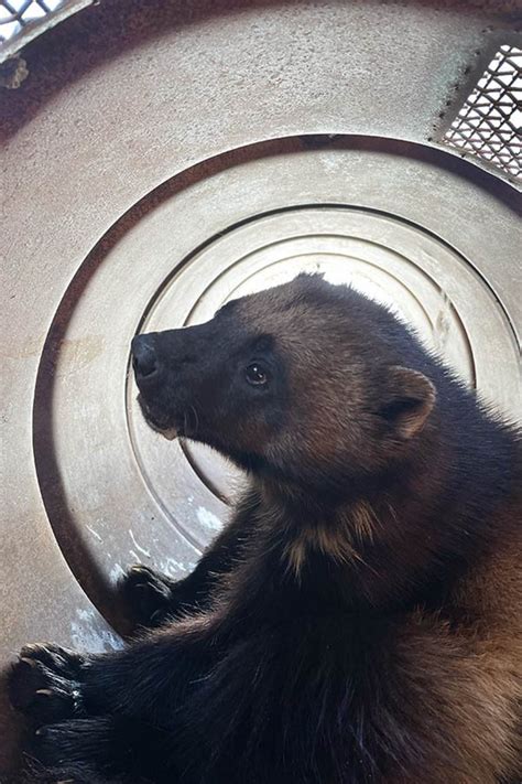 Rare Wolverine Captured in Utah is ‘Once-in-a-Lifetime’ Find for Researchers