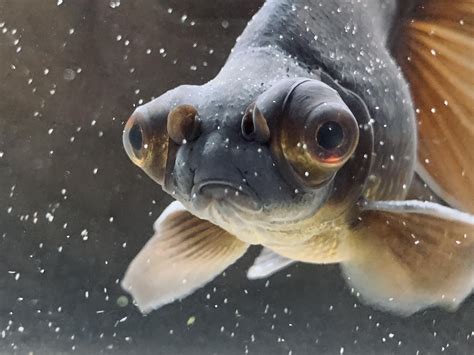 can goldfish smelly naturally