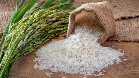 Rice Exports Cross Record 11 Bn In FY23 India Shipping News