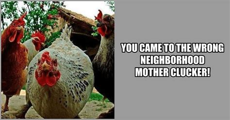 45 Funny Chicken Memes for 'Fowl' People