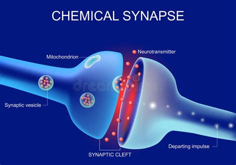 Dopamine Two Neurons With Receptors And Synaptic Cleft With D Stock