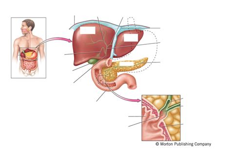 Bile System Diagram | Quizlet