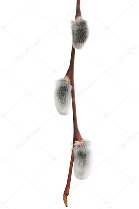 Pussy Willow Branch Large Detailed Flowering Bud Twig Isolated Macro Closeup Early Spring