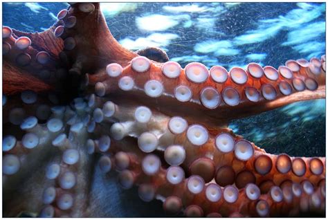 50 Surprising Octopus Facts You Probably Never Knew