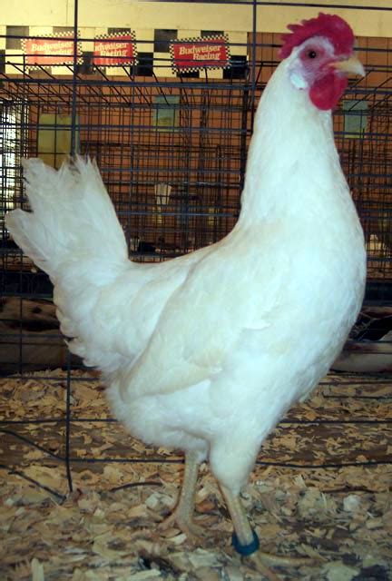 White Leghorn Chickens Baby Chicks For Sale Cackle Hatchery®