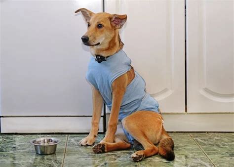 Com Quantos Meses Pode Castrar O Cachorro - Com quantos meses pode castrar um cachorro? Entenda
