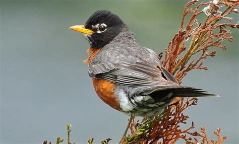 Winter Robins Iowa Wildlife Federation