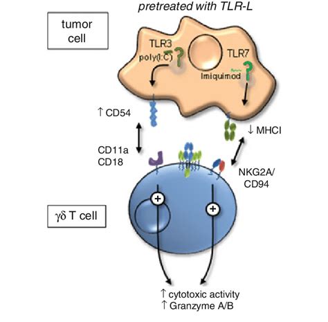 Indirect Effects Of Tlr Ligand Tlr L Activated Tumor Cells On Cd T