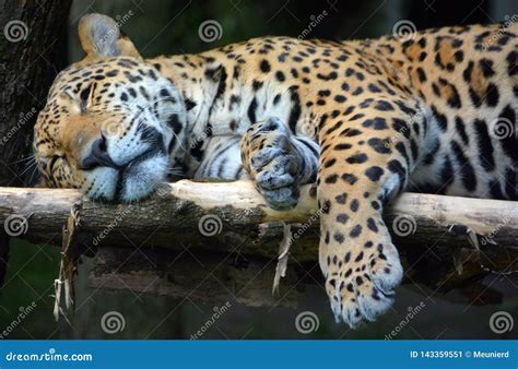 Jaguar is a cat, a feline stock image. Image of natural - 143359551