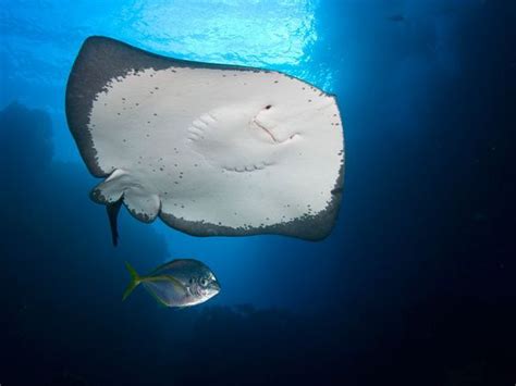 a manta ray swims in the ocean with a fish swimming by it's side