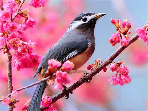 Spring Birds Desktop Wallpapers Top Free Spring Birds Desktop