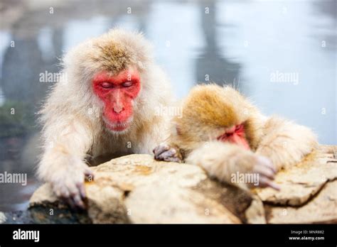 Snow Monkeys Japanese Macaques Bathe In Onsen Hot Springs Of Nagano Japan Stock Photo Alamy