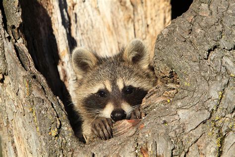 Raccoon In Tree Photograph By M Watson Fine Art America