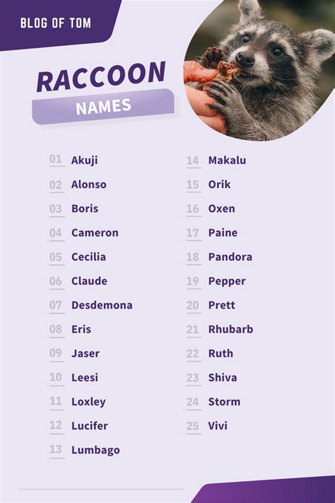 179+ Awesome Raccoon Names for Your New Pet