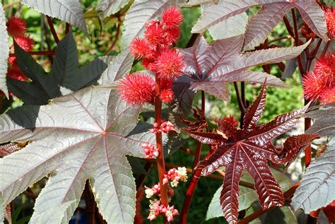 Heilpflanzen Rizinus Wunderbaum Ricinus Communis