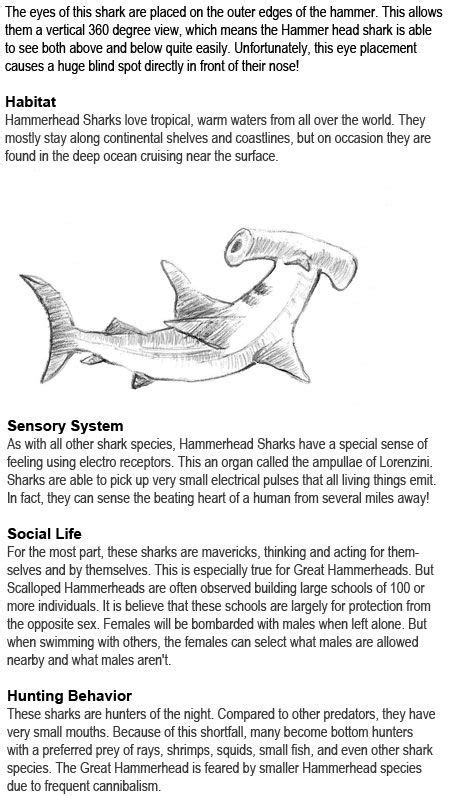 Hammerhead shark facts for kids – Artofit