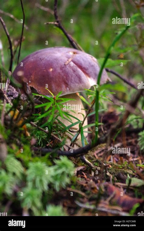 Boletus Edulis Or Cep Penny Bun Porcino Or King Bolete Mushroom