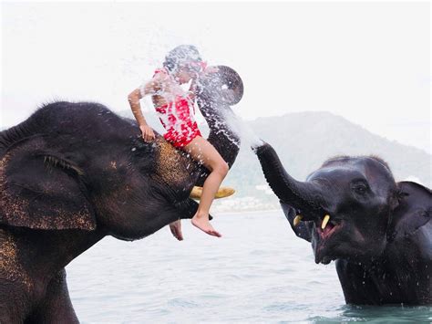 Swim with baby elephants on the beach - Mr.Kot Phuket Tour