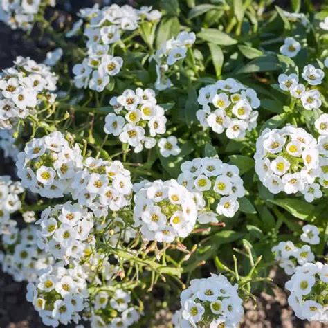 Sweet Alyssum Plant Care Guide How To Grow Sweet Alyssum Plant