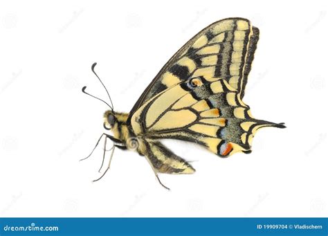 Butterfly Swallowtail Sits With Open Wings On The Flower. Stock Photo | CartoonDealer.com #119629356