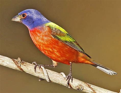 Birding Is Fun!: The 10 Most Beautiful Birds