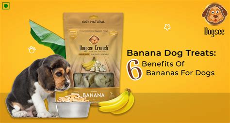 Can Dogs Eat Banana Everyday