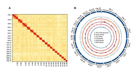 A High Quality Chromosomal Genome Assembly Of The Sea Cucumber