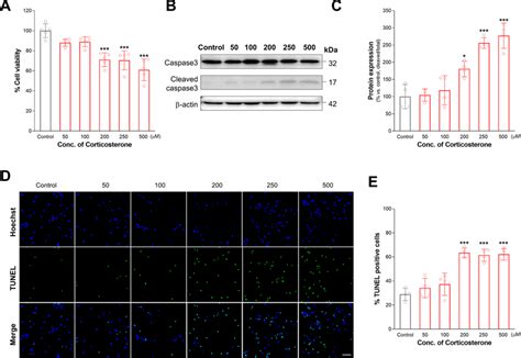 Corticosterone Induced Apoptosis In Cortical Neurons A Cell Viability