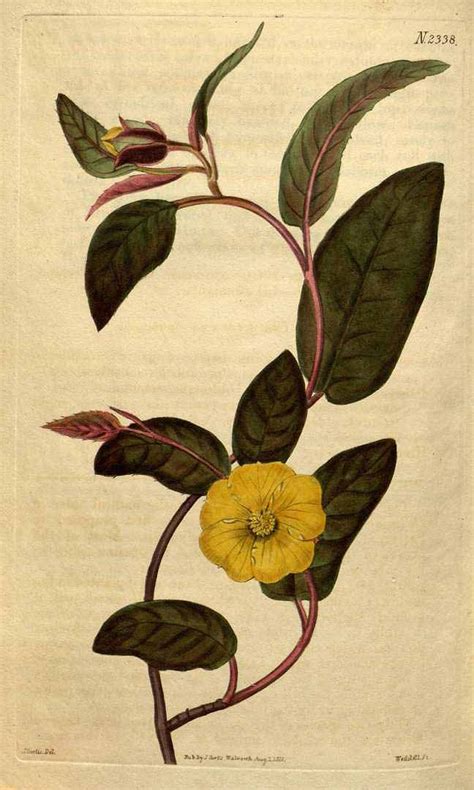 Hibbertia Dentata R Br Ex Dc Curtiss Botanical Magazine Vol