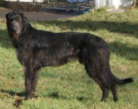 Cute Irish Wolfhound dog photo and wallpaper. Beautiful Cute Irish ...