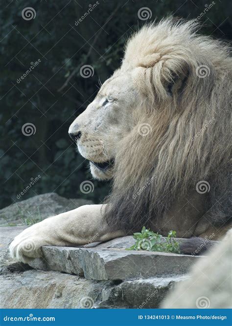 A Male Lion Lying on a Rock Stock Image - Image of hunter, closeup