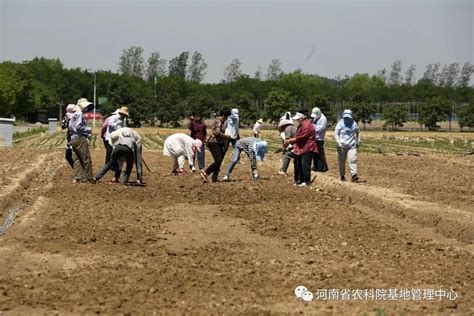 2021“三夏”工作快报（第六期） 河南现代农业研究开发基地