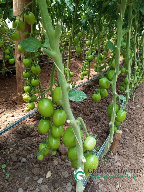 Growing Tomatoes Using Drip Irrigation Young Tomato Plant Growing In