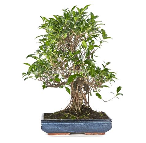 Ficus Retusa Bons I A Os Ficus Interior Mistral Bonsai