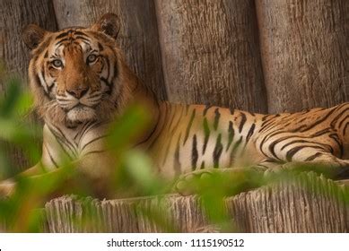 Bengal Tiger Lying Down Stock Photo Shutterstock