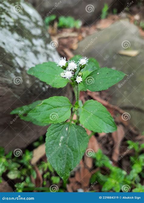 Las Flores De La Planta De Bandotan O Babadotan O Ageratum Conyzoides