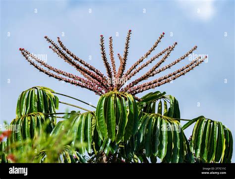 Red Flowers Of Australia Umbrella Tree Schefflera Actinophylla Or