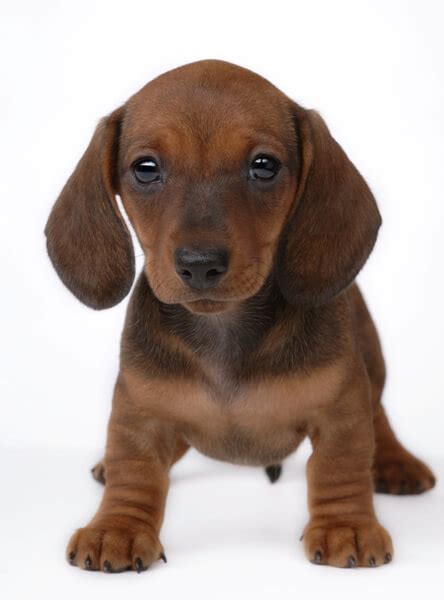 Dachshund Dog Puppies For Sale