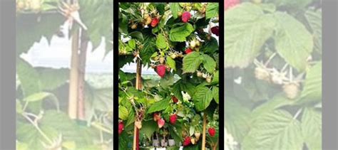 Саженцы малинового дерева купить в Невинномысске | Товары для дома и ...