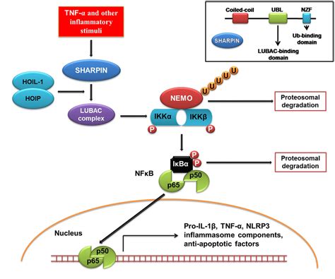 An Illustration Of The Primary Upstream And Downstream Signaling